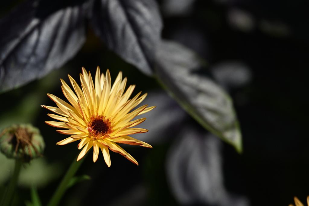 2025-08080027 Tower Hill Botanaic Garden, MA.JPG - Gerbera Daisy (Gerbera jamesonii). New England Botanic Garden at Tower Hill, MA, 8-8-2025